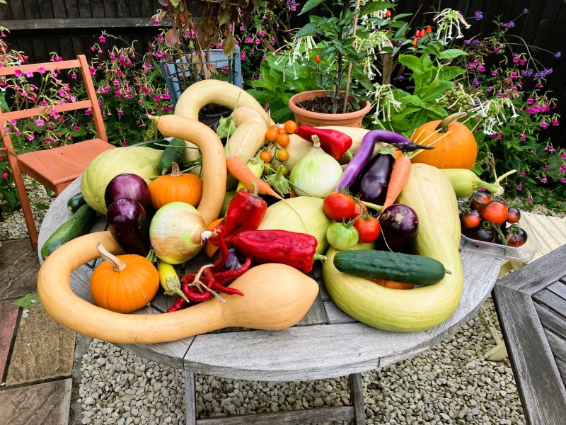 Roehampton Garden Society Allotments